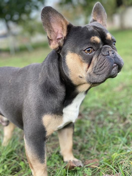 Французский бульдог в'язка. Ізабеллагенний