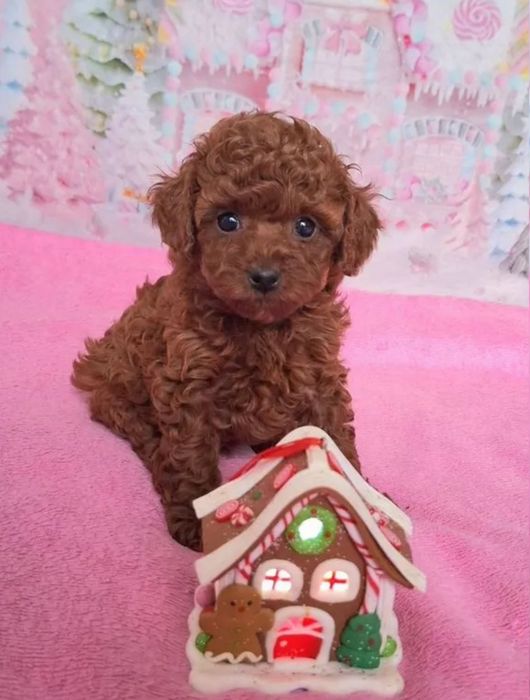 Єлітний малюк той пудель ред браун