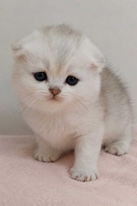 Gatinha Scottish Fold Silver
