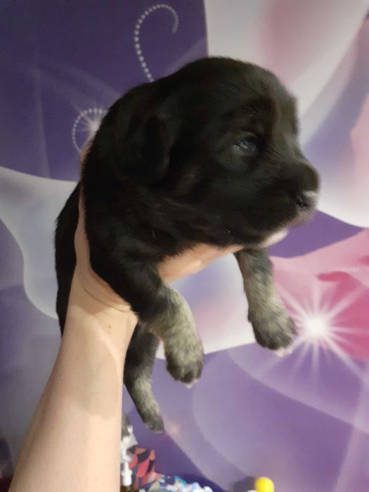 Цуценятка в хороші руки до люблячих господарів