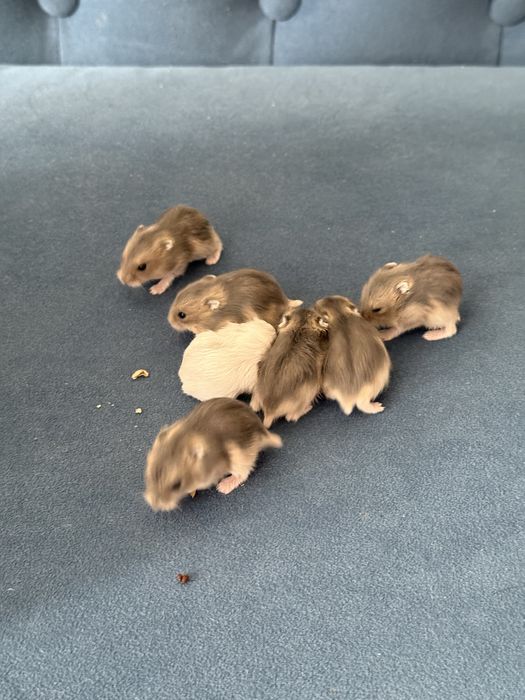 Джунгарський хомʼяк