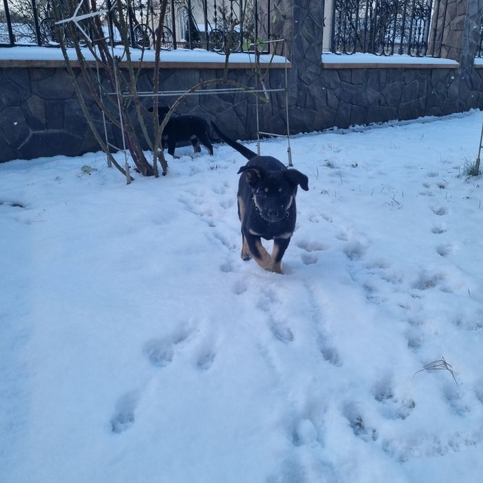 Собачки (2 місяці) в добрі руки