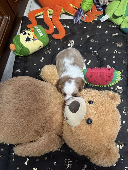 Cavalier king charles