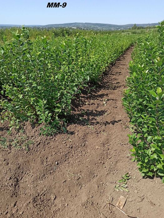 Підщепи М9, ММ106, М26, жерделя, алича, Кольт, Антипка