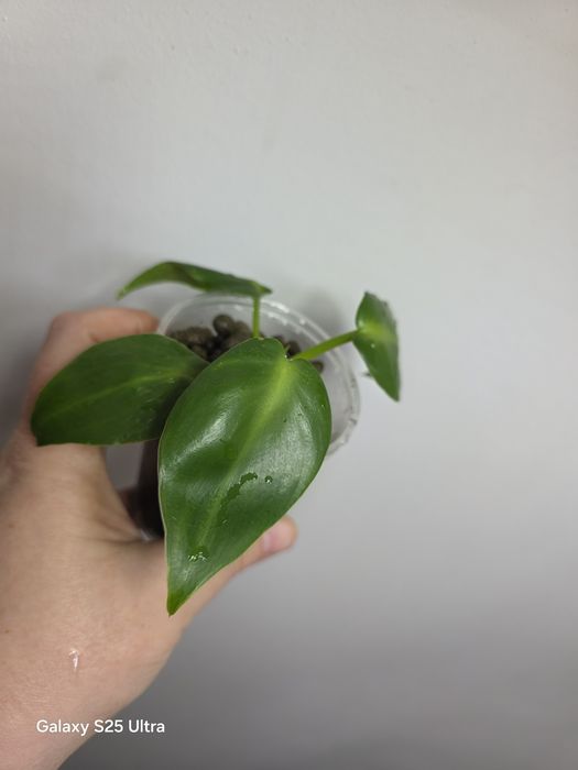 Philodendron Rugosum