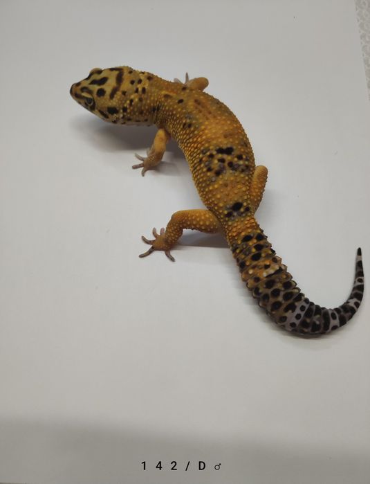 Gekony Lamparcie - Dorosłe Samce i Młode Samiczki 

Samczyki s