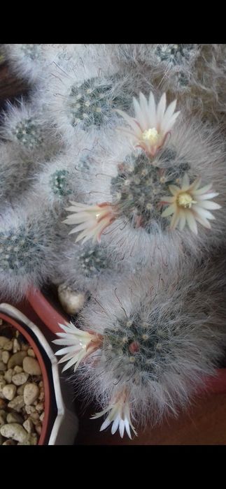 Кактусы и суккуленты