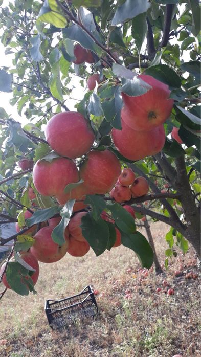 Продам дачу в с. Базарово