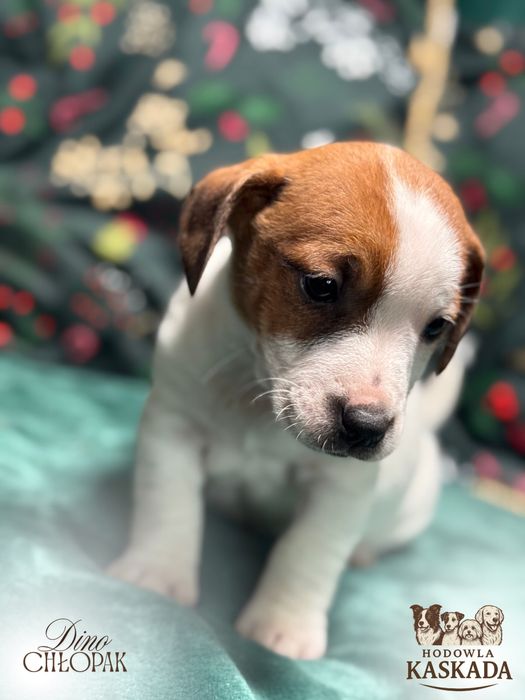 Jack Russell Terrier gotowe do odbioru