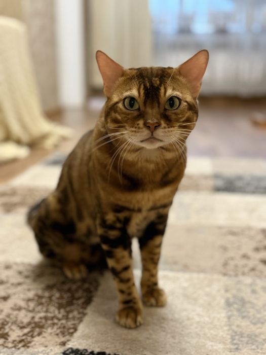 Вязка бенгальского кота