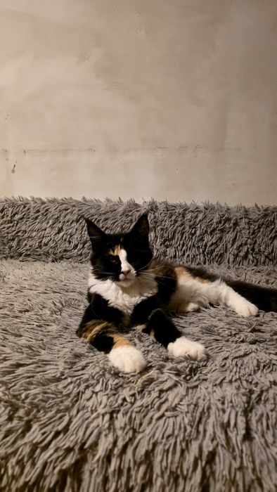 Cudowna kotka maine coon Hermiona