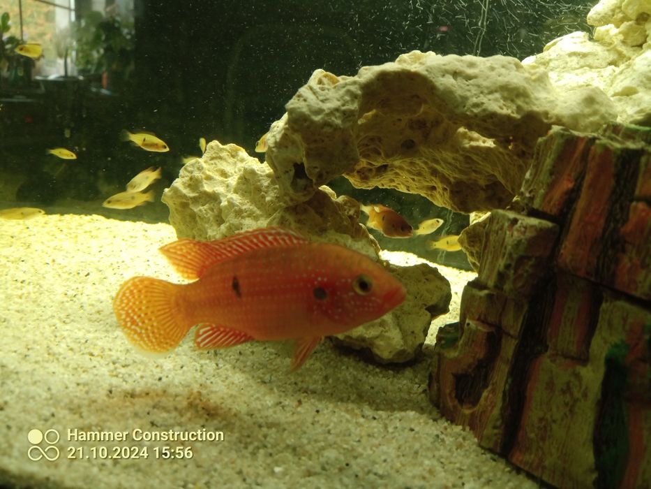 Pielęgnica czerwieniak