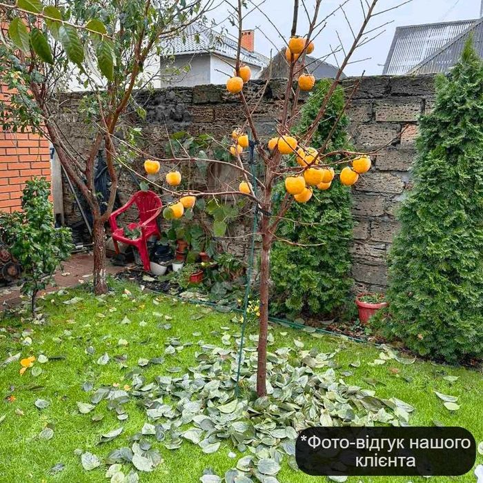 Саджанці зимостійкої щепленої Хурми - самоплідна! +Подарунок, інструкц