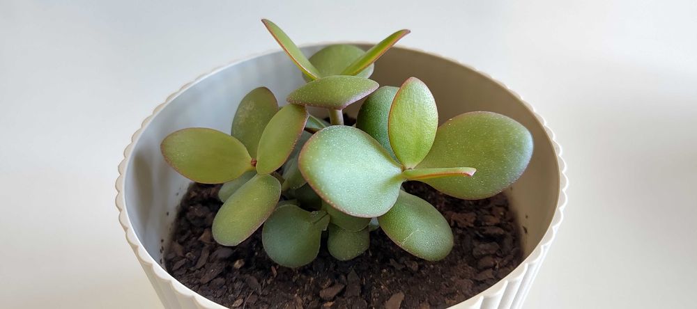 CRASSULA OVATA (Árvore do dinheiro / Jade) em vasos de 13cm