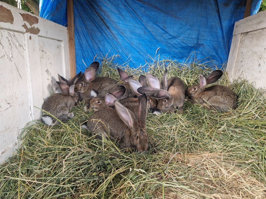 Самки Бельгійського Велетня (Агуті)