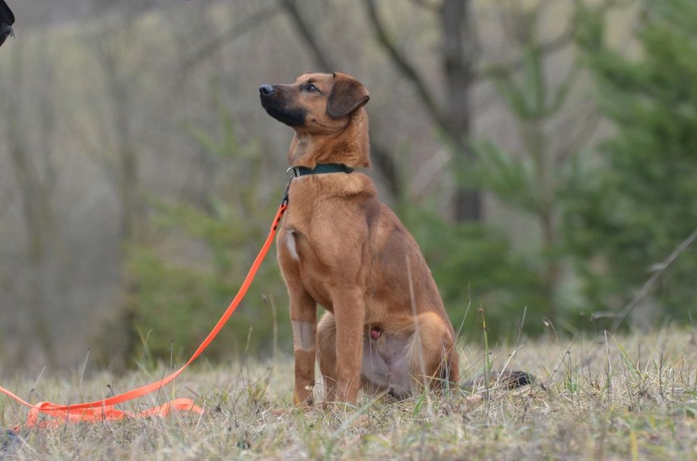 Livio- do adopcji