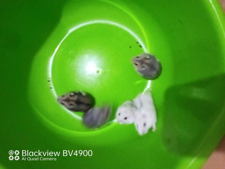 Хомяк джунгарик разных окрасов