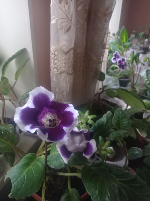 Глоксиния фиолетовая с белой окантовкой