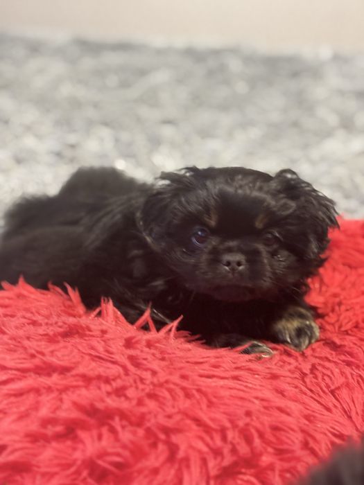 Цуценнята пекінес