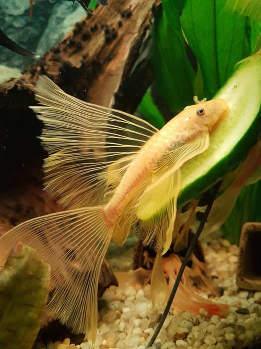 Zbrojnik Glonojad L144 WELONIASTY Rawa Mazowiecka Łódź