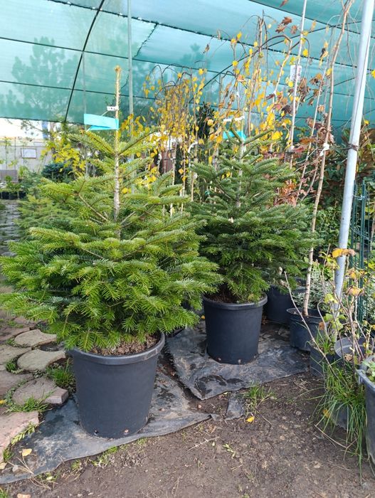 Пихта нордмана корейская