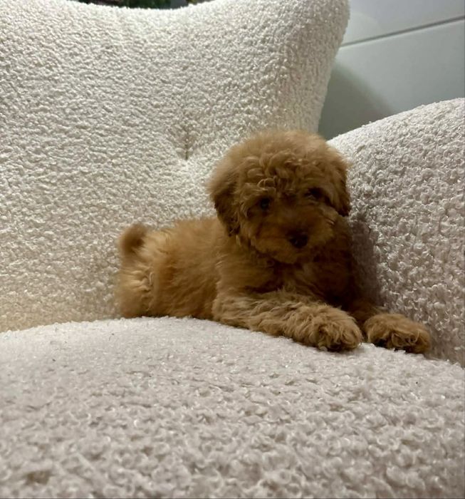 Odchowany chłopiec Maltipoo nauczony czystości kocha dzieci