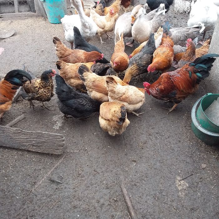 Продам инкубационное домашнее куриное яйцо