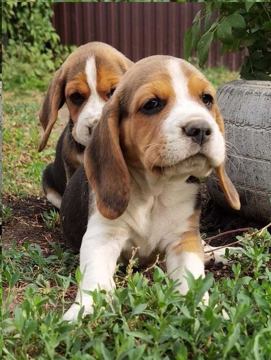 Продаж біглів, вік два місяці, щепленi