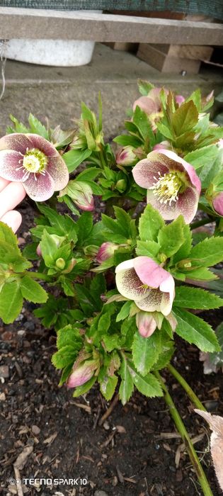 Морозник продам молоденькие кустикт