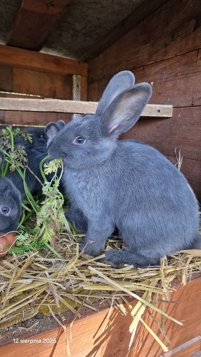 Sprzedam samice królika Wiedeński Niebieski 

Mam d
