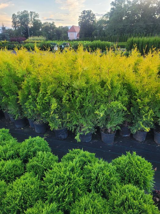 Tuja tuje żółte golden szmaragd 80-100cm