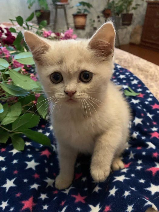 Продаються чистокровні лілові британці