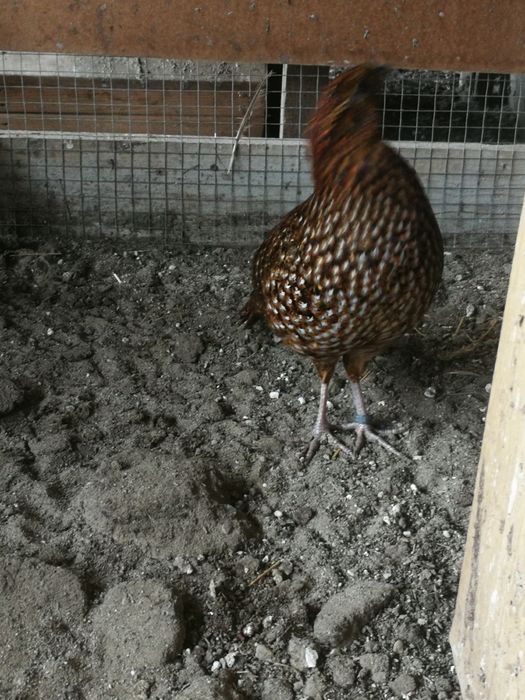 Sprzedam parę bazantów