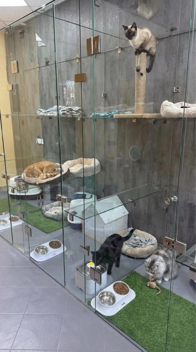 Перетримка домашніх котів та кошенят