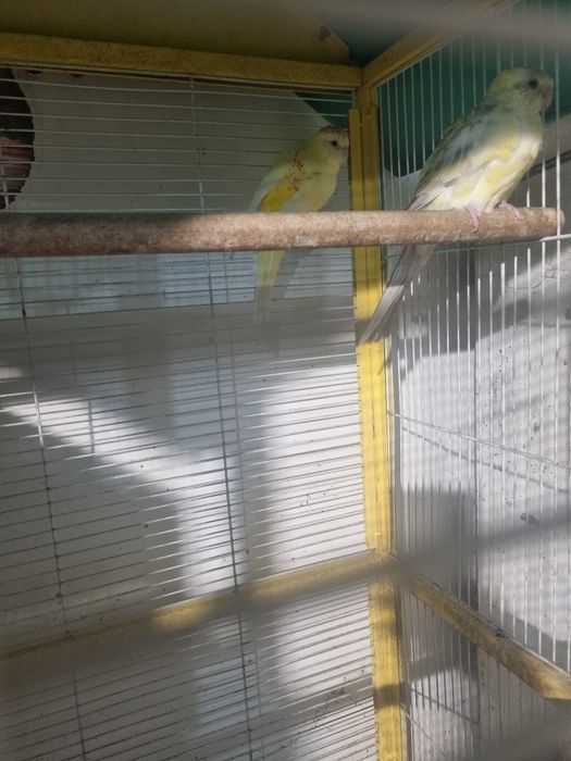 Vendo ou troco por aves do meu interesse