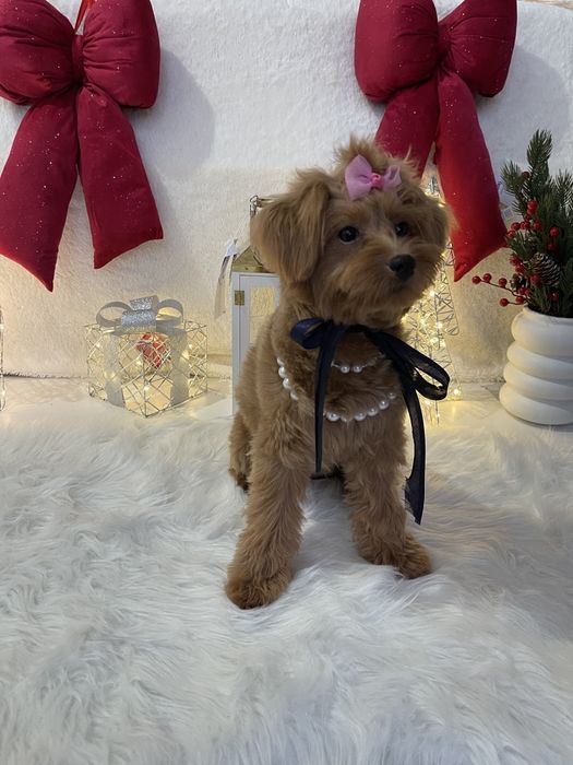 Ніжність, яка гавкає  чудові Помапу вже чекають