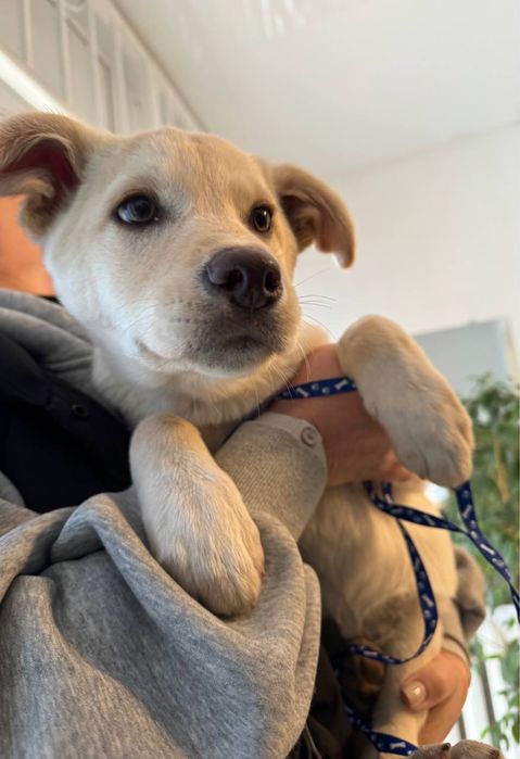 Дві дівчинки безкоштвно ( метіс лабрадора)