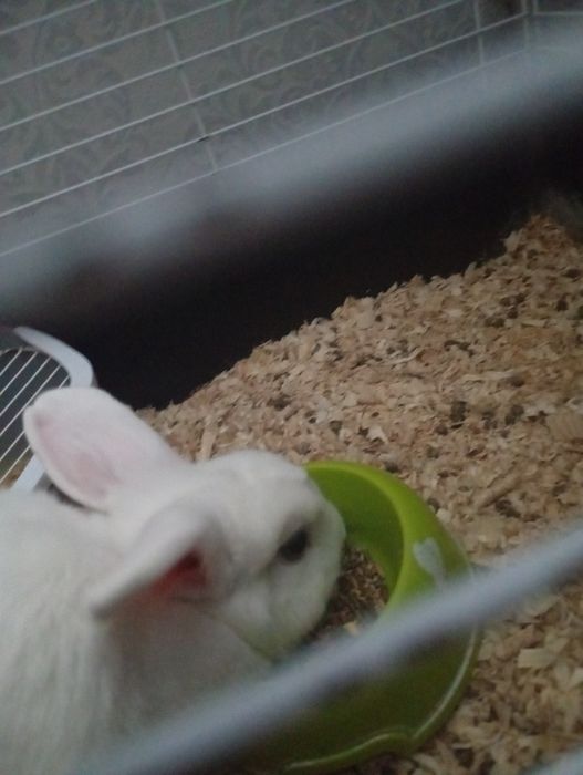 Dzień dobry mam do sprzedania jednego królika