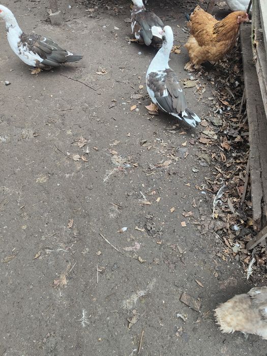 Індоутки, індоутаки