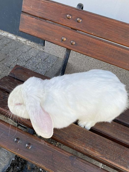 Baran francuski, królik