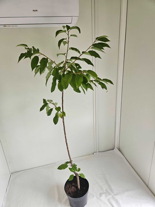 Czereśnia Repina 110cm drzewko owocowe C4 + nawóz gratis