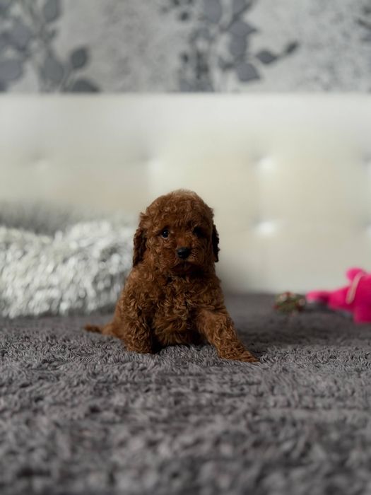 Той пуделя Red Браун