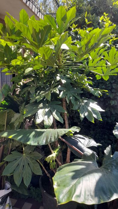 Vasos de planta Fatsia japonica