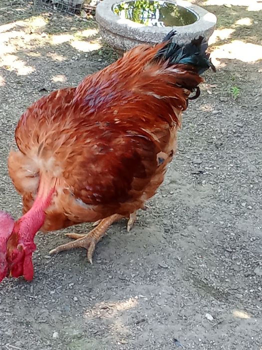 Galo caseiro cantador