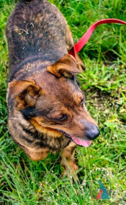 Waży tylko 9 kg i ma bardzo fajny charakter - adoptuj pupila