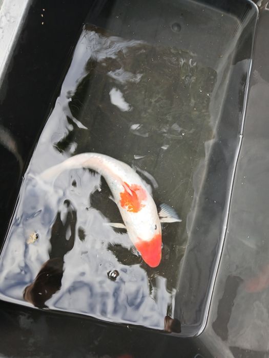 Carpa koi 35/40 cm