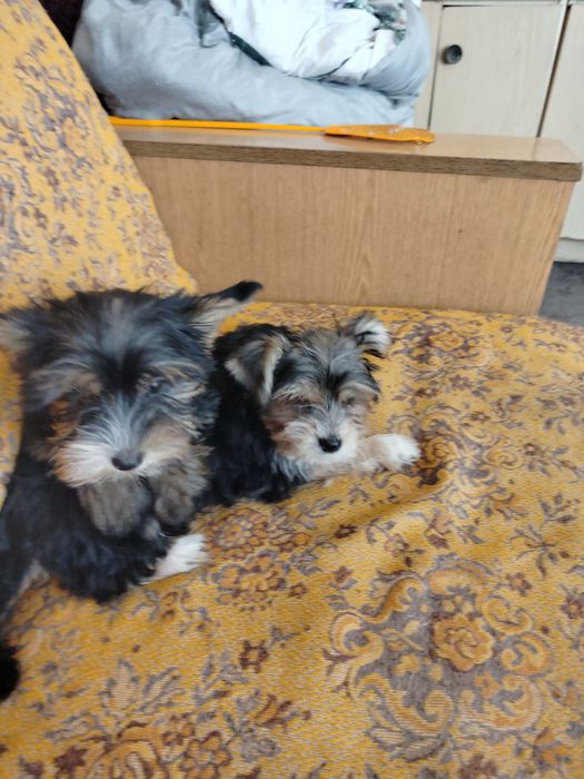 Sprzedam Yorshire