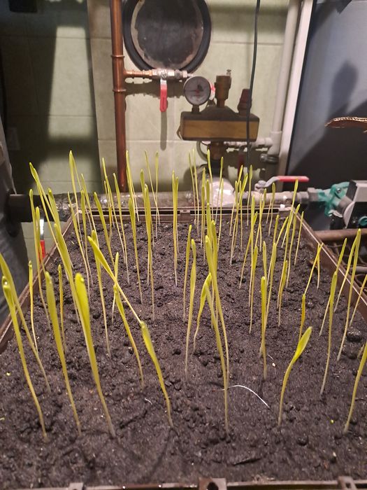 Jęczmień jary Brigitta