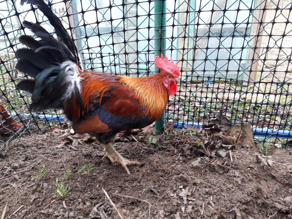 Koguty rasy "Zielononóżki" oraz "Gołoszyjki"
