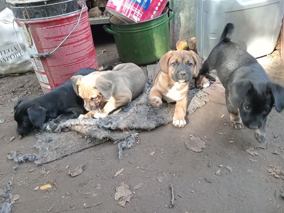 Віддам песиків безкоштовно